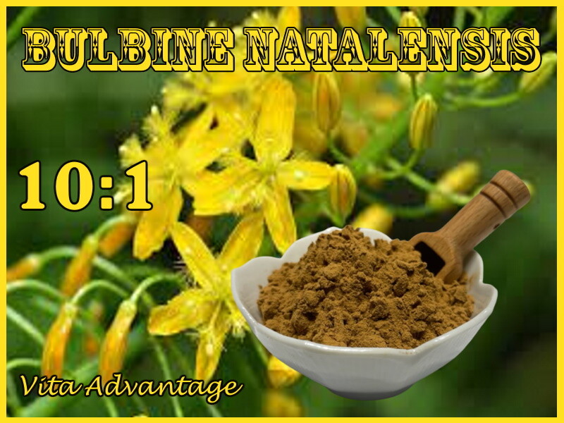 100% Pure Bulbine Natalensis 10:1 Extract Powder 50g. Bodybuilding – Muscle Gain