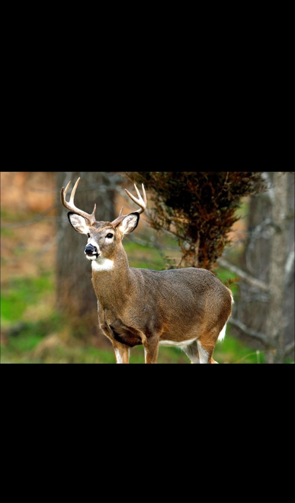 Deer Antler Spray Velvet Extract 2OZ