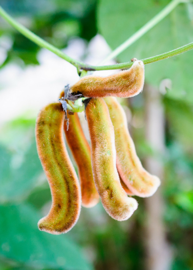 antioxidant anti aging – MUCUNA PRURIENS BEAN EXTRACT – stress complex 1BOTTLE