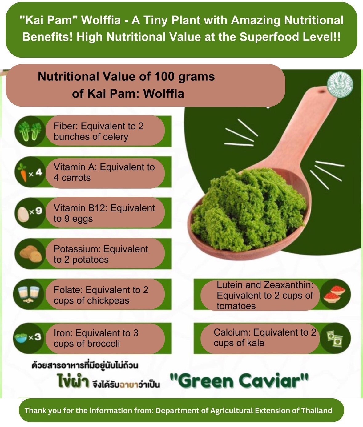 100g Wolffia Organic Dried Powder Natural Super Food High Vitamin Fiber Protein