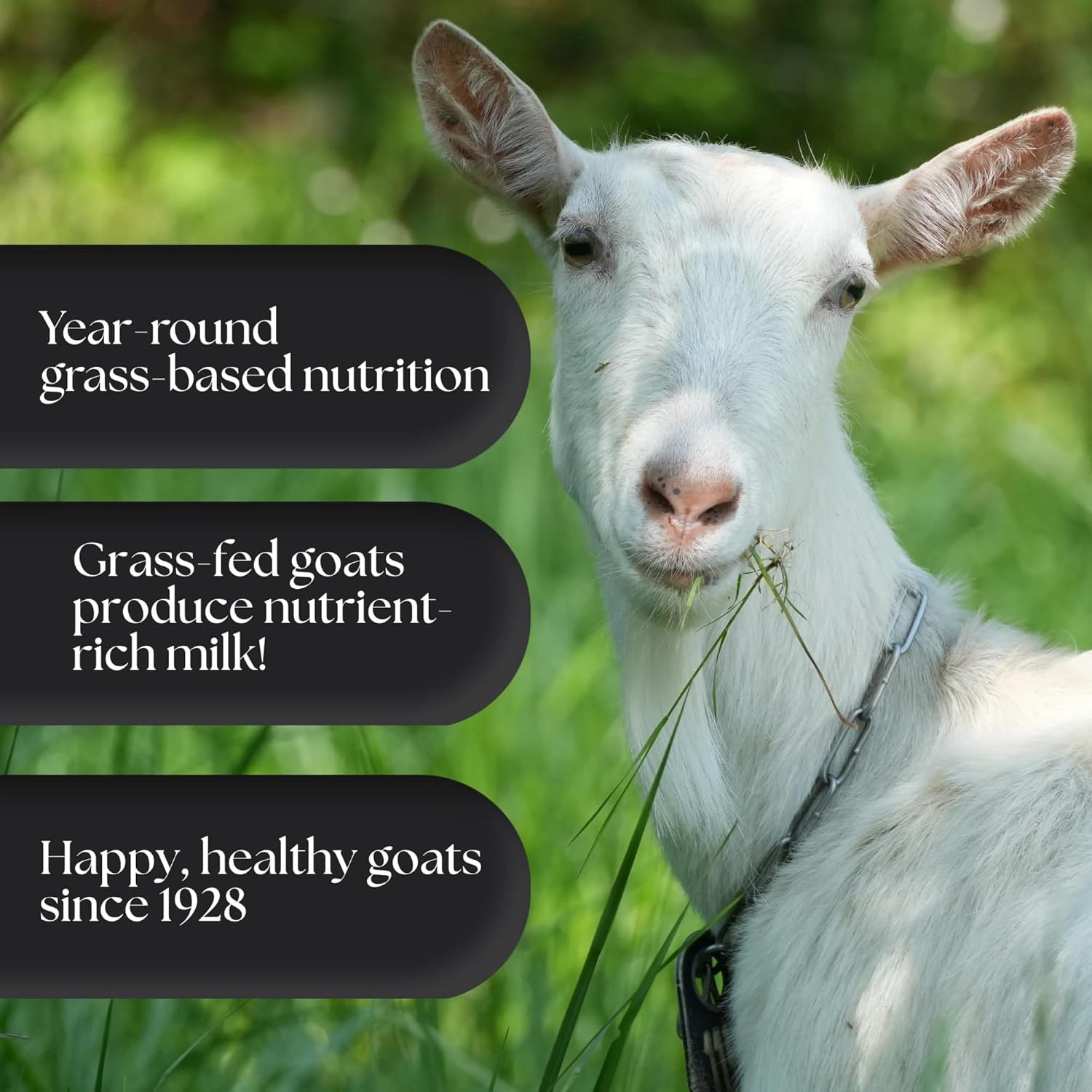 Clean Whey Protein | Grass-Fed Undenatured Goat Whey Protein Powder | 24 G Prote