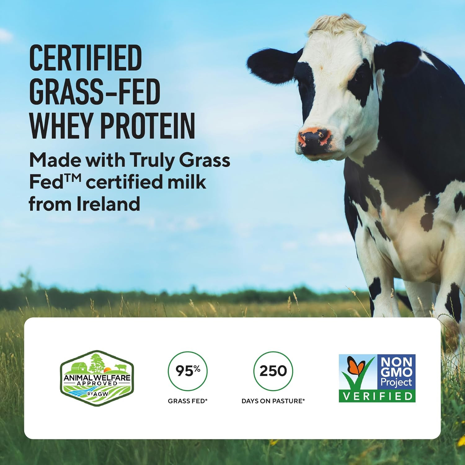 Whey+ Protein Whey Isolate from Grass Fed Cows (Chocolate, 60 Servings) – Whey P
