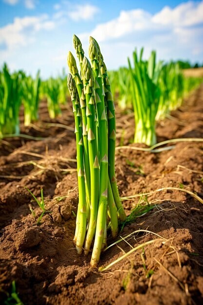 Whole food digestion aid – ASPARAGUS YOUNG SHOOTS – Clean antioxidant blend 2Bot