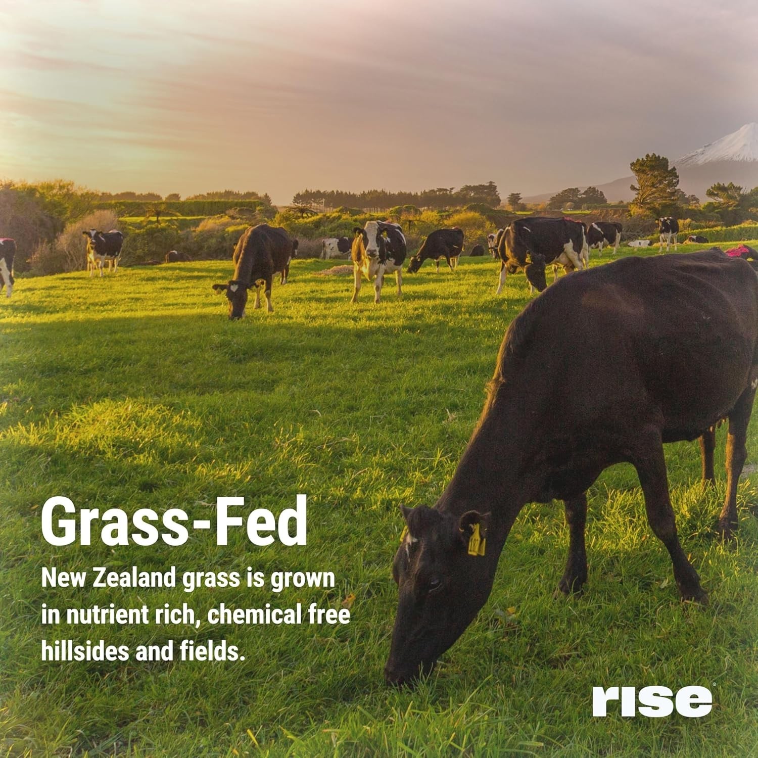 Rise Grass-Fed Whey Protein Vanilla – 25g Protein, No Artificial Ingredients, 2.