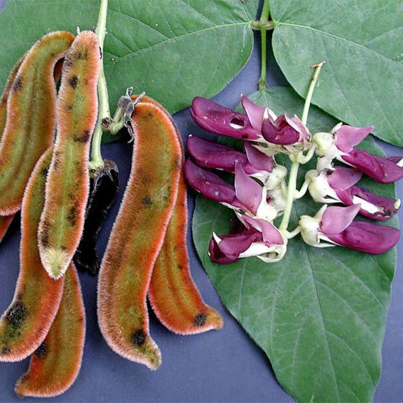 antioxidant anti aging – MUCUNA PRURIENS BEAN EXTRACT – stress complex 1BOTTLE