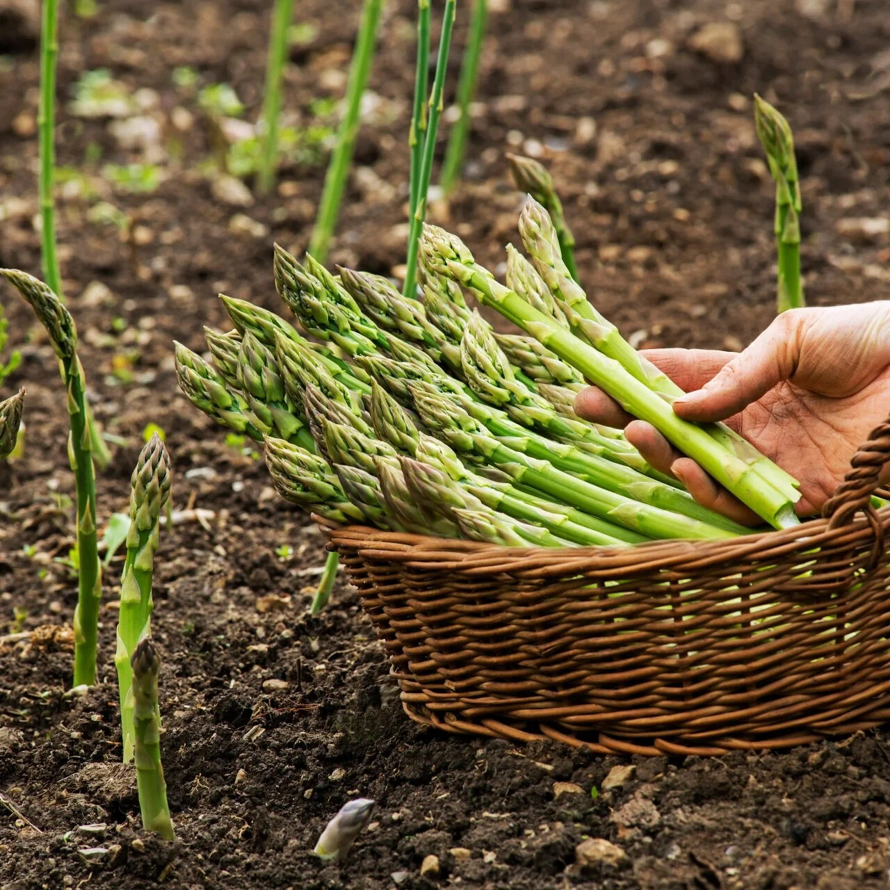 Whole food digestion aid – ASPARAGUS YOUNG SHOOTS – Clean antioxidant blend 2Bot