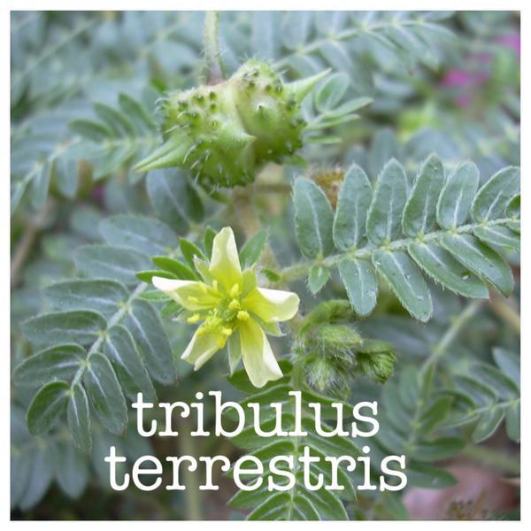 Testosterone booster test booster – TRIBULUS TERRESTRIS 1000mg – 2 Bot 180 Tabs
