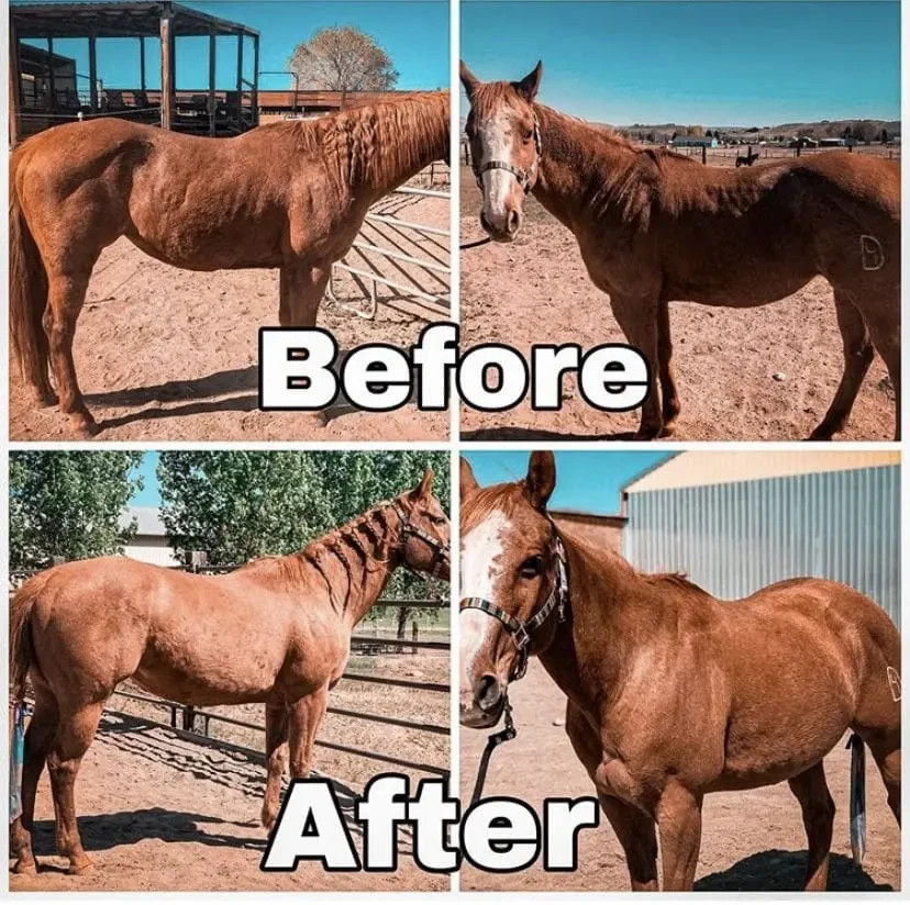 Equiade Body Builder Oil Supplement for Animals and Humans 32 oz.