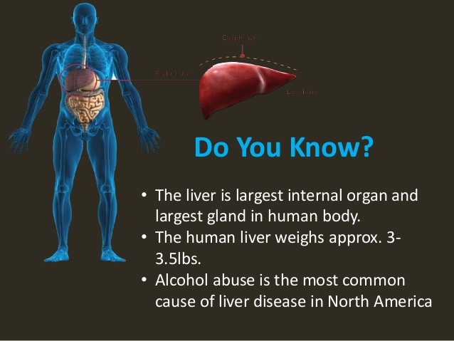 whole body cleanse – LIVER DETOXIFIER FORMULA – immune health – 1 Bottle