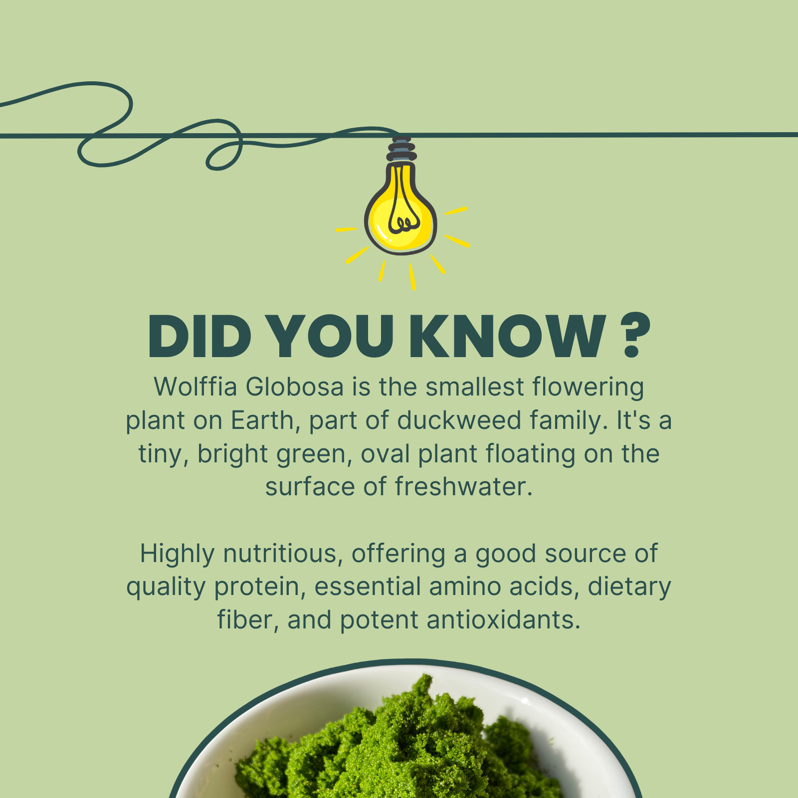 Wolffia Globosa Powder Plant-Based Superfood | High Protein | B12 – Ship from CA
