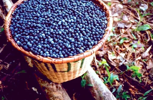 Immune System Fortification – ACAI BERRY EXTRACT – 3B 180 Caps