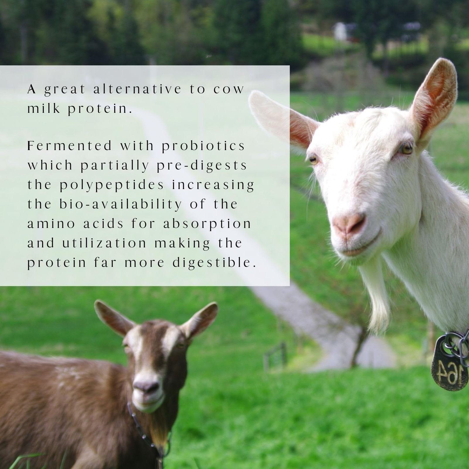 Mt. Capra Caprotein | Casein Protein Concentrate, Fermented Goat Milk Protein…