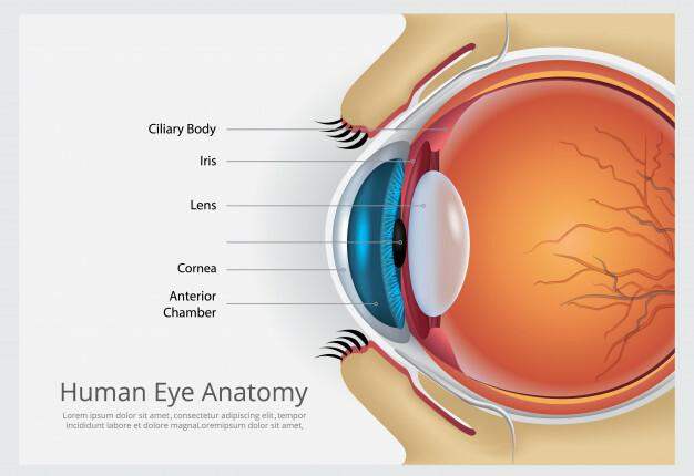 immune system booster – EYE VISION GUARD – bilberry herb 2B