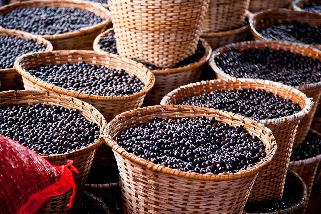 Immune System Fortification – ACAI BERRY EXTRACT – 3B 180 Caps