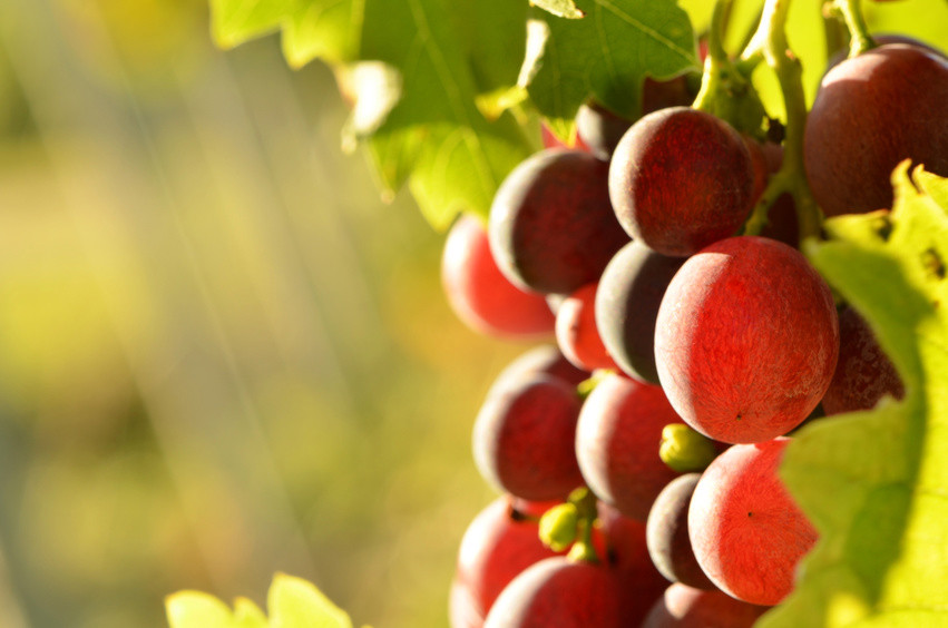 Blood pressure diet – RESVERATROL – ACAI BERRY COMBO – acai extract pills
