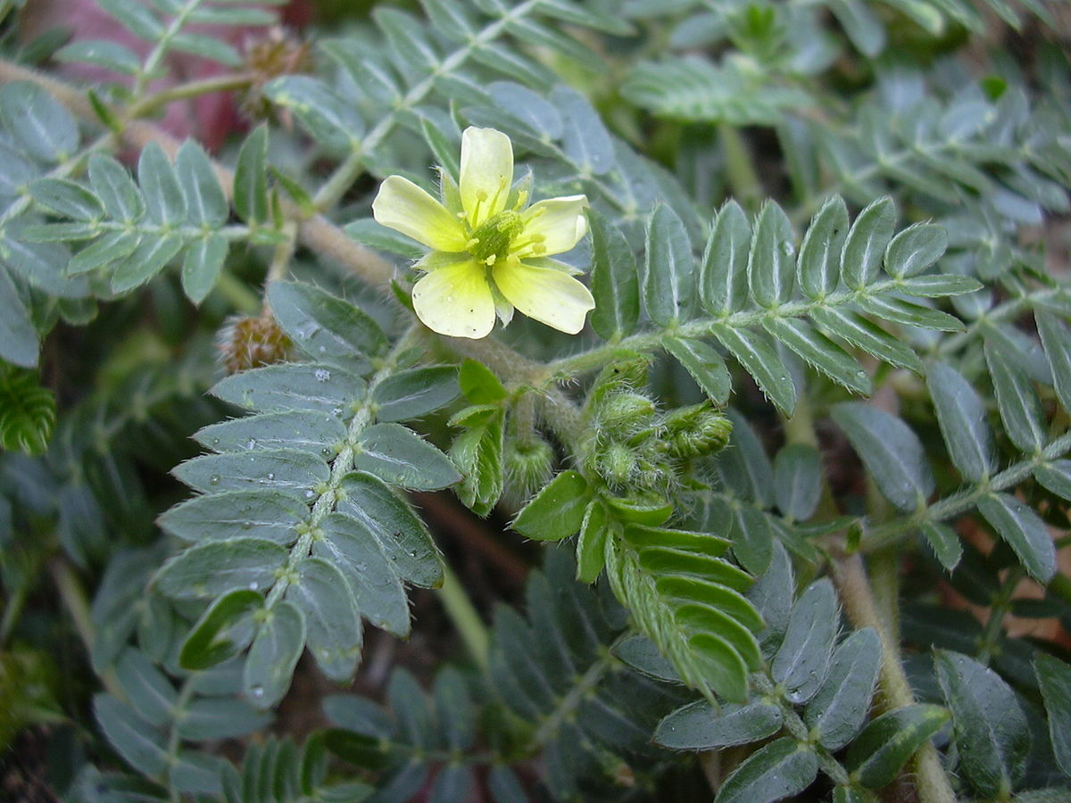 muscle mass supplement – TRIBULUS TERRESTRIS 45% – muscle building 3B