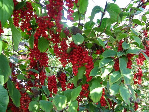 blood sugar ultra – ASTRAGALUS COMPLEX – holy basil alcohol free 1 BOTTLE