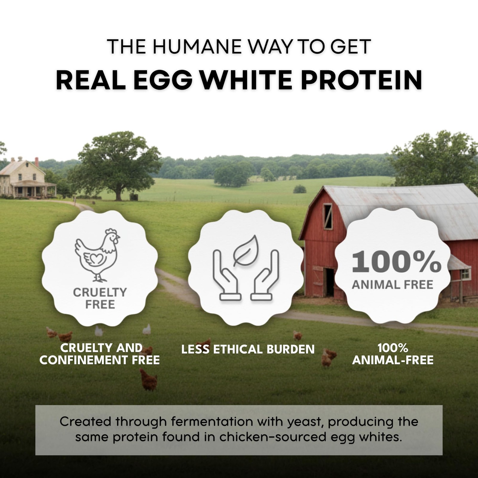 Healthier Comforts Animal-Free Egg White Protein Powder | 8 Ounce (Pack of 1)