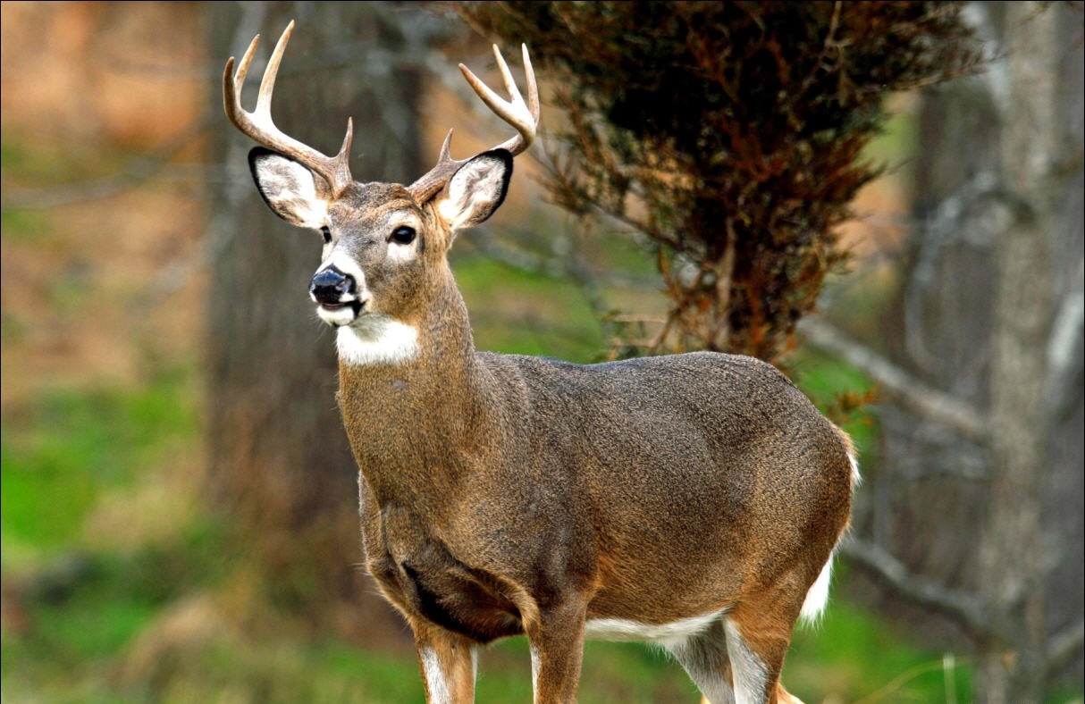 Deer Antler Spray Velvet Horn Extract 5 Pack