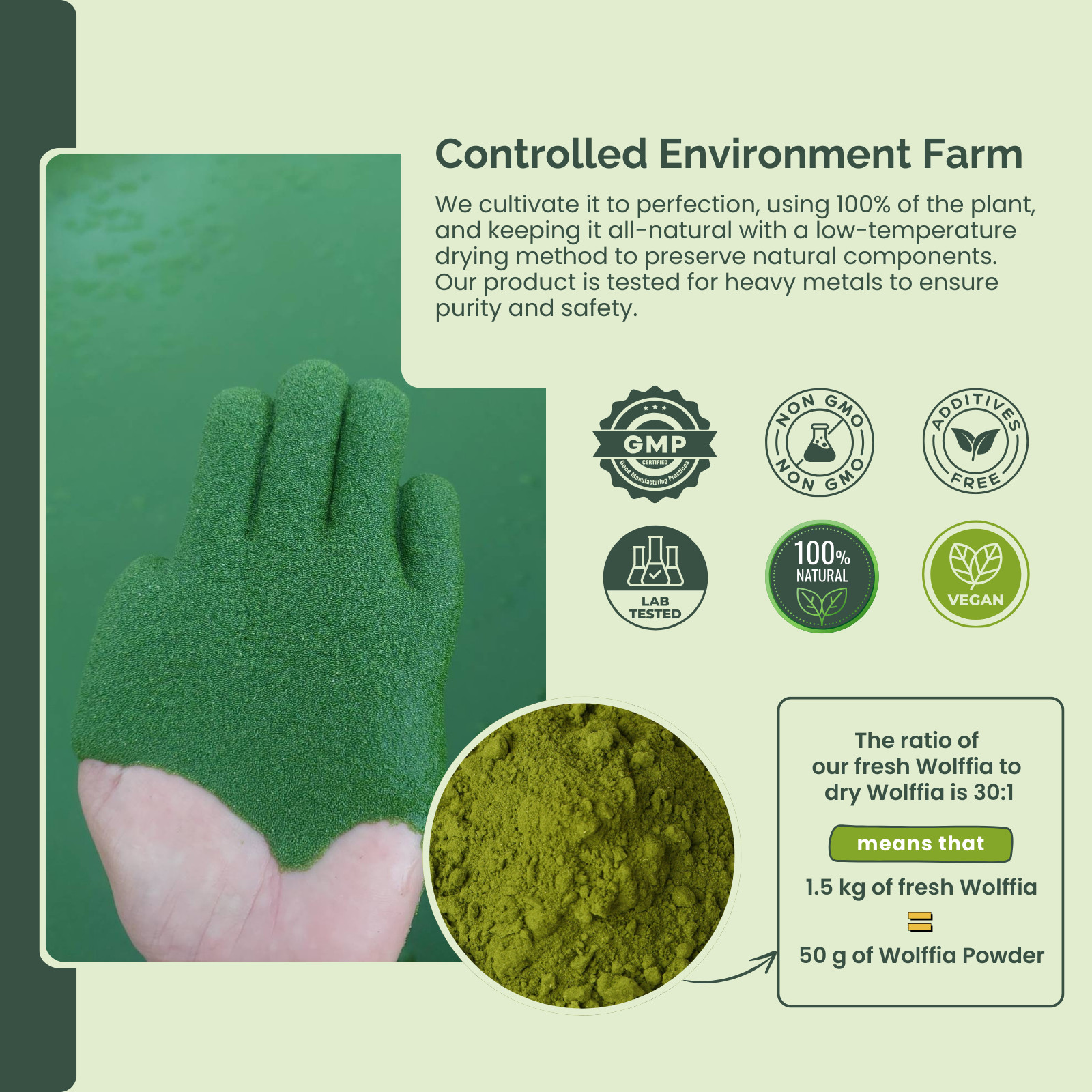 Pure Dried Wolffia Globosa Powder Plant Base High Protein Superfood, B12 Vegan